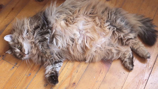 Cat Fur Care
