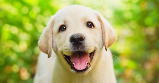 TRAINING YOUR DOGS WITH TREATS