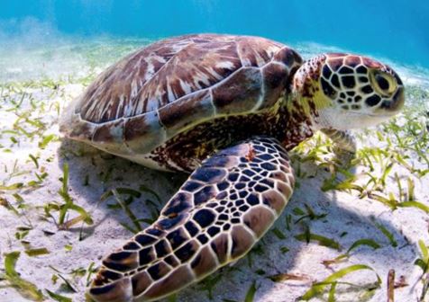 TURTLE BREEDS THAT ARE SAFE TO BE HOME PETS