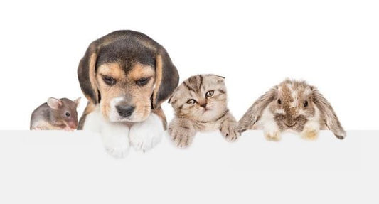 7 COMMANDMENTS TO CONSIDER BEFORE BRINGING A NEW PET HOME