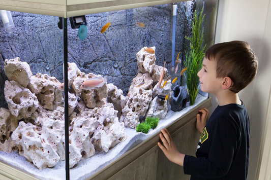 The Complete Aquarium Checklist for Beginners