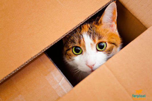 Tips when owning a cat for the first time