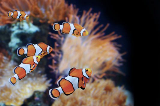 4 BEST FISH MEDICINE FOR AS LOW AS 250 PHP