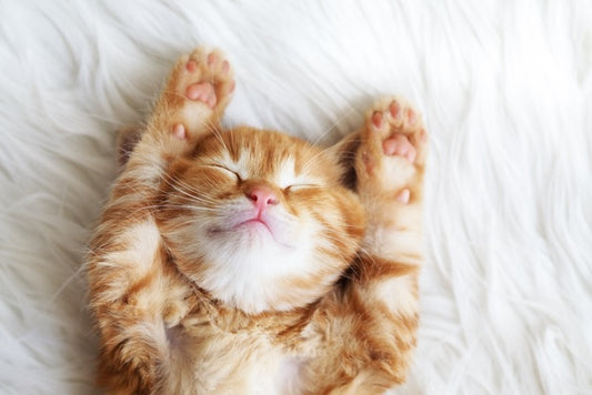 FUN FACTS ABOUT CATS