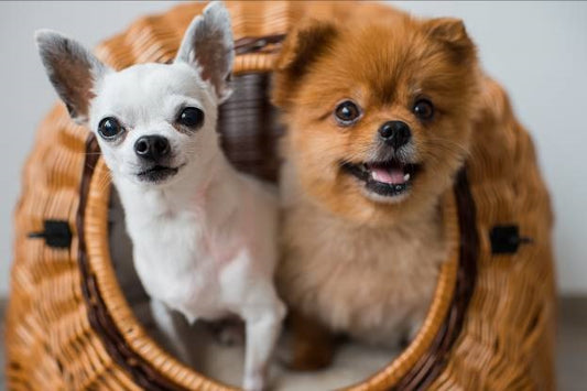 LOOKING FOR THE PERFECT DOG?