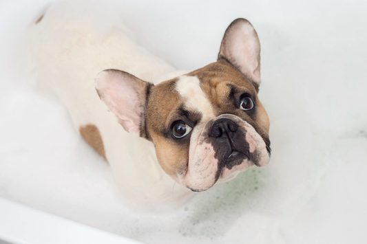 Simple tips to bathe your dog, the easy way.