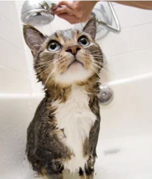 CAT SHAMPOO AND ITS PURPOSES