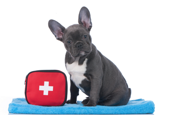 Create an Emergency Plan for Your Pet