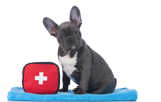 Create an Emergency Plan for Your Pet