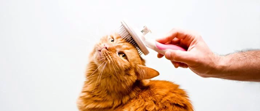 5 Elements of Cat Grooming for Cat Lovers