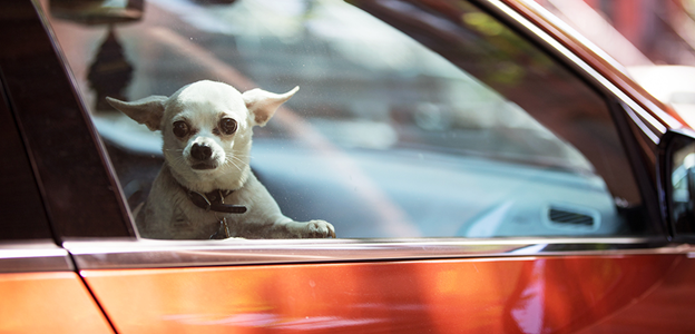 Travelling tips for pets via car