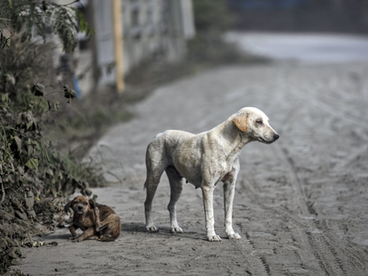 Protect your pets from harmful effects of ash fall