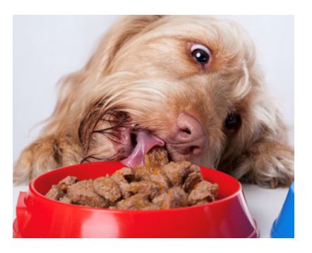 WET OR DRY FOOD FOR DOGS