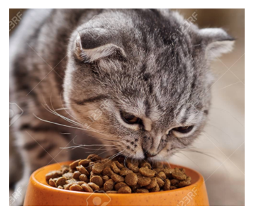 BEST TYPE OF CAT FOOD FOR YOUR PET