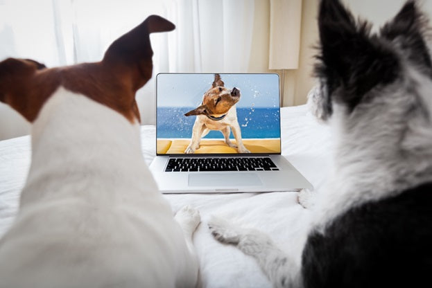 6 DOG FILMS YOU SHOULD DEFINITELY WATCH