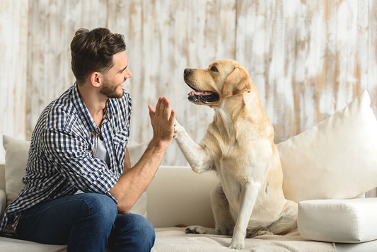 5 Tips on How to Keep Your House Clean With Indoor Pets