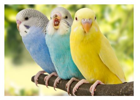 BIRD BREEDS THAT ARE SUSTAINABLE FOR HOME CARE