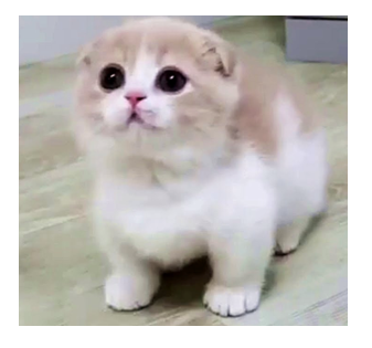 MUNCHKIN CATS? ARE THEY WORTH THE HYPE?