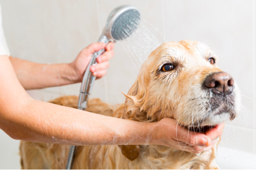 FACTS ABOUT DOG SHAMPOOS