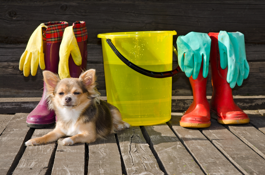 6 Nifty Cleaning Tips Every Pet Owner Should Know