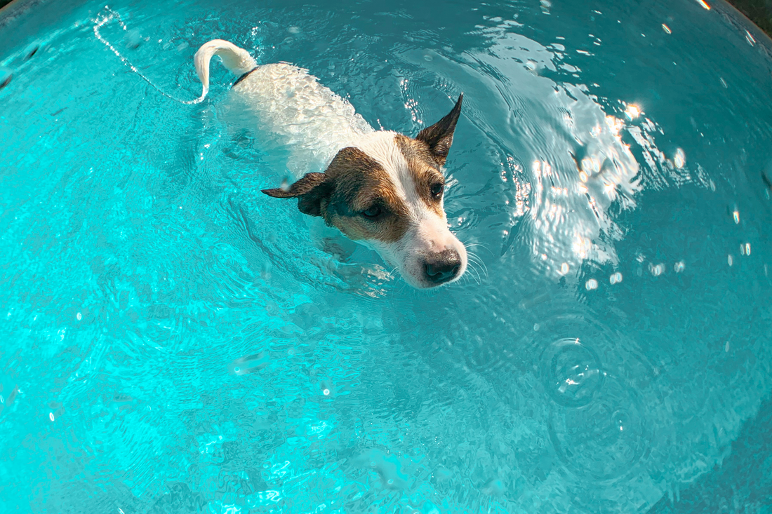 Top 5 Summer Tips for Dogs