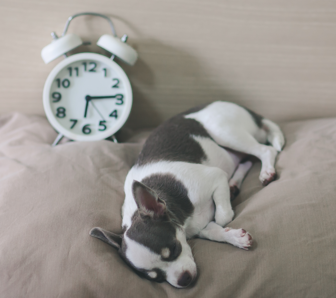 8 Time-Saving Tips Every Pet Owner Needs to Know