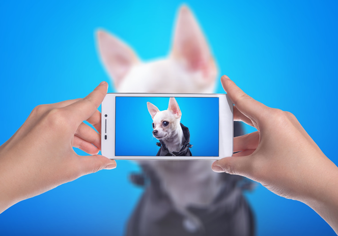 Your dog, the next Instagram icon!