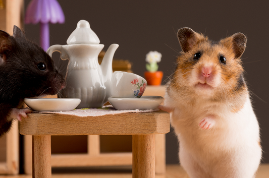 5 Must Know Tips on How to Care for Your Pet Hamster