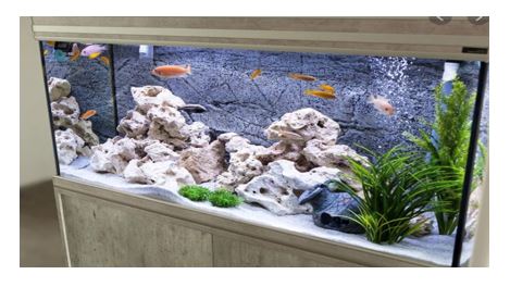 BASIC FISH TANK RULES