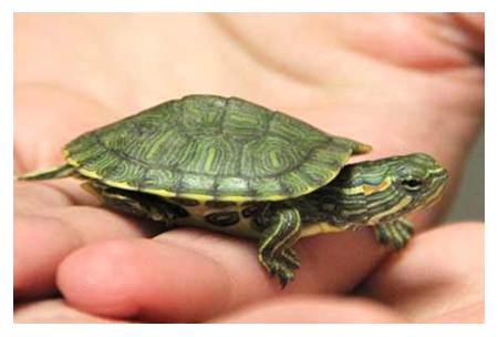THINKING OF GETTING A PET TURTLE?
