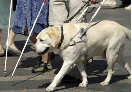 DOG BREEDS TO HELP THE HANDICAPPED