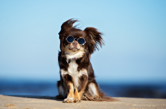 FIVE TIPS TO KEEP IT DOGGY-COOL THIS SUMMER