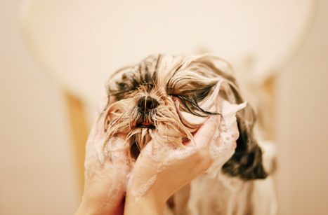 HOW TO BATHE A DOG: 8 BATHING TIPS