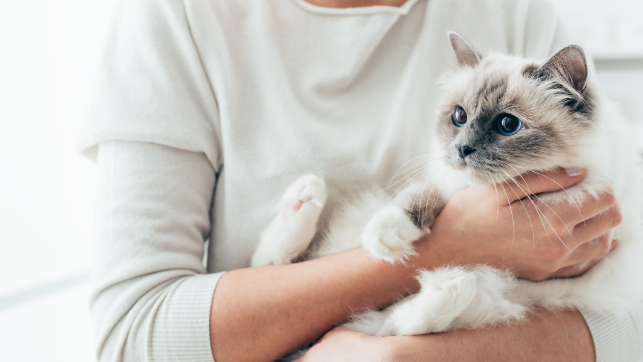 14 Reasons Why Cats Make the Best Pets