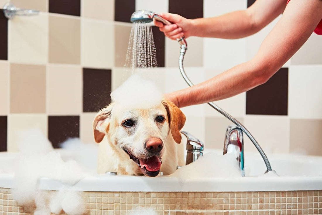 STEPS ON HOW TO PROPERLY BATH YOUR DOG