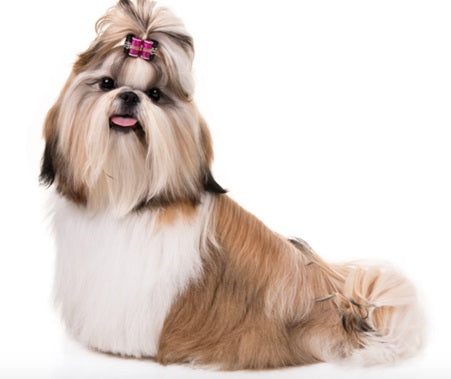 DOG BREEDS THAT WERE ONCE BELOVED BY ROYALTY