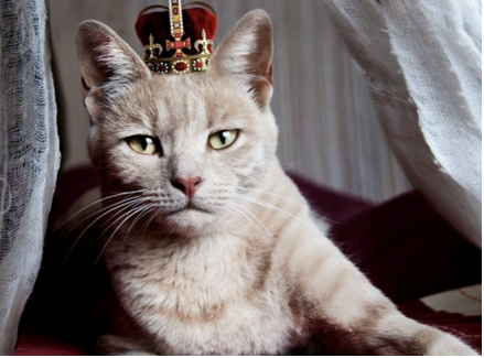 Royal and Rare Cat Breeds